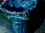 Birdbath