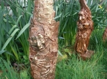 Wee Folk of the Bog