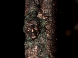 Wee folk of the Bog-closeup